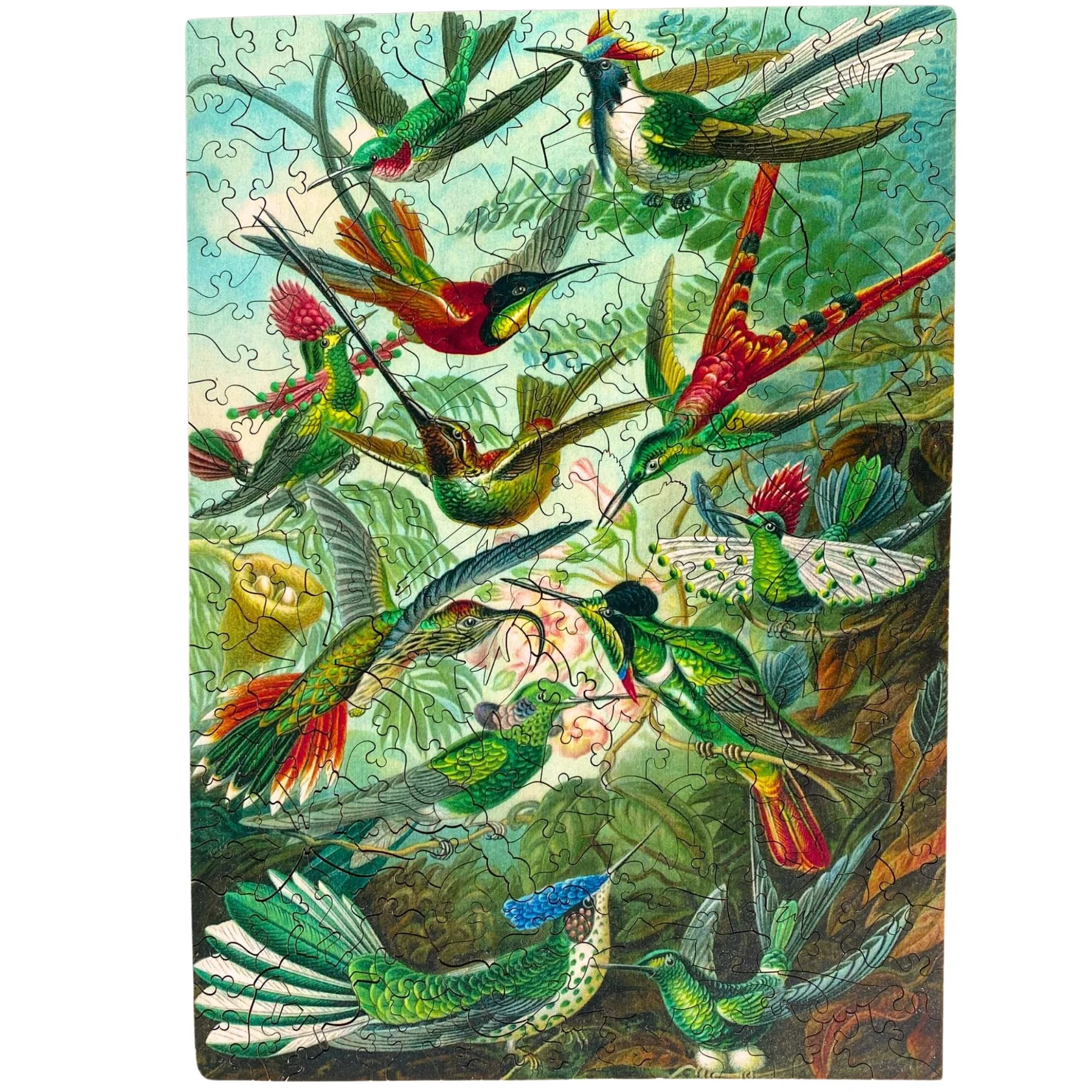 Hummingbirds Main