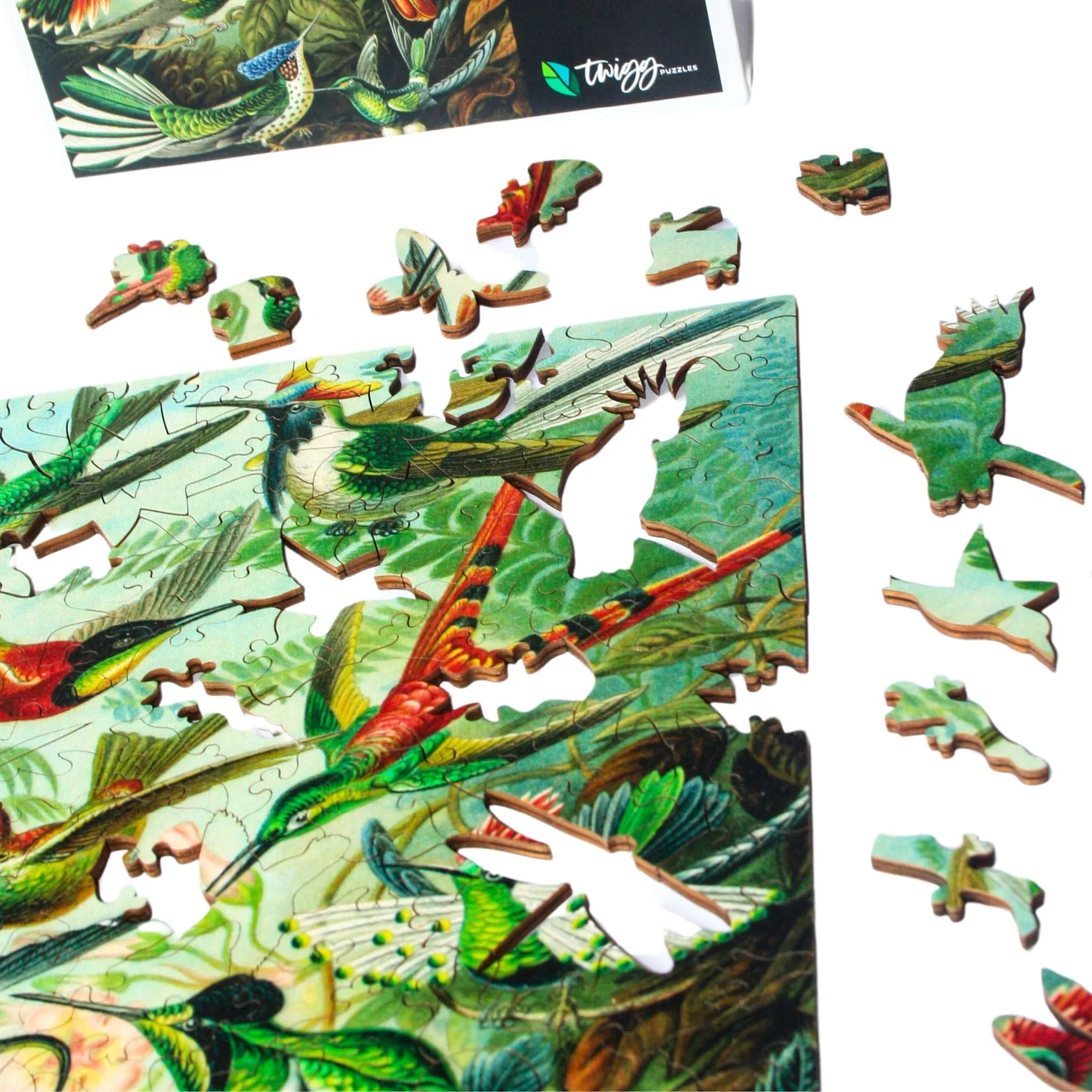 Hummingbirds4