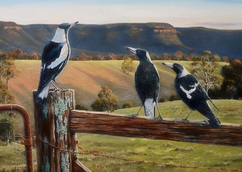 Australian magpies fence sitters landscape qpuzzles 6368 800x